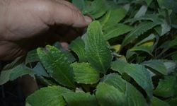 Gömeç'te 50 bin enginar fidesi dağıtıldı