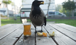 Yaralı bulduğu “Şakir” ile 2,5 yıllık ayrılmaz dostluk