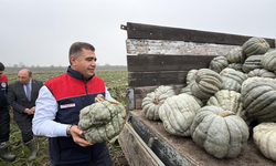 Düzce’nin Coğrafi İşaretli Kestane Kabağında Hasat Başladı