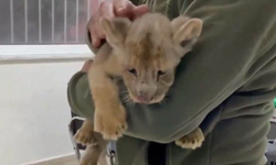 Koruma Altına Alındılar: İki Kişiye Para Cezası