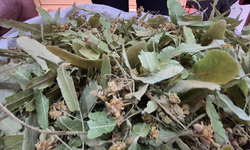 Ihlamur Tezgahlarda Bollukla Dikkat Çekiyor