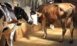 Şap Hastalığında Hurafelere Dikkat