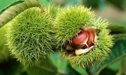 Yüzde 75 Bakanlık Destekli Kestane Bahçesi Projesi Başvuruları Başladı