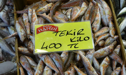 Kocaeli’de Balık Tezgâhlarında Çeşit Var, Bolluk Yok