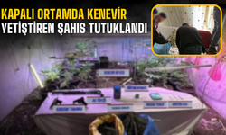Kapalı ortamda kenevir yetiştiren şahıs tutuklandı