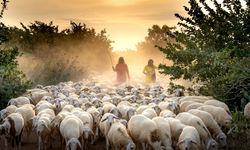 Sakarya’da küçükbaş hayvancılık destek başvuruları başladı