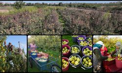 Meyve bahçeleri çiftçilere alternatif gelir kaynağı oluyor