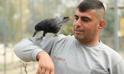 Sakarya'daki tabiat parkında iyileşen karga, insanlara yakınlığıyla dikkati çekiyor