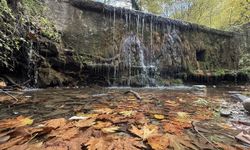 Tekirdağ'da sonbahar renklerine bürünen ormanlar doğa tutkunlarını bekliyor