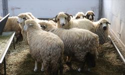 Tescilli Karayaka Koyunu, Tokat Gaziosmanpaşa Üniversitesi’nde Geliştirilecek