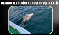 Balıkçı teknesine eşlik eden yunuslar kamerada
