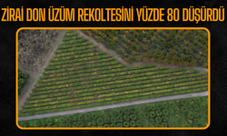 Pamukova’da Zirai Don Üzüm Rekoltesini Yüzde 80 Düşürdü