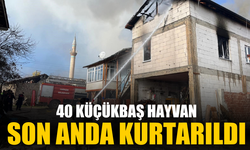 40 küçükbaş hayvan son anda kurtarıldı