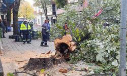 Hendek Belediyesi’nden Dal Budama ve Temizlik Çalışmaları