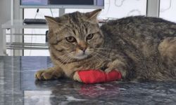 Bin 384,795 ton kedi köpek maması ihraç edildi