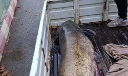 İznik’te 65 Kiloluk Dev Yayın Balığı Şaşkınlık Yarattı