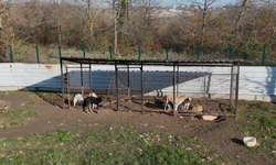 Ferizli Belediyesi’nden Sokak Hayvanları İstasyonu İddialarına Yanıt: “Gerçek Dışı Paylaşımlara İtibar Etmeyin”