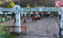 Giresun Belediyesi’nden sokak hayvanlarına yönelik örnek çalışmalar