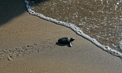 2025’te 106 Binden Fazla Yavru Denizle Buluştu