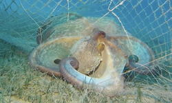 Deniz ve İç Sulardan 360 Bin Metrekare Hayalet Ağ Çıkarıldı