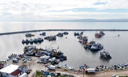 İğneada açıklarında hamsi bolluğu yaşanıyor