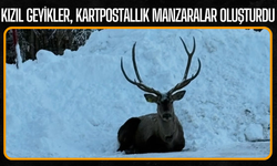 Kızıl geyikler, kartpostallık manzaralar oluşturdu
