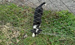 Kocaali’de bir canı 11 metrelik çukurdan sağ salim kurtardılar!