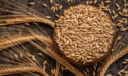 Kuraklık arpa ekimini artırdı