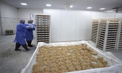 Malatya Tarhanası İhracata Hazırlanıyor