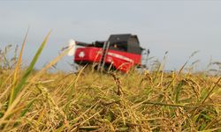 Kasım Ayında Üreticilere 4,2 Milyar Lira Tarım Sigortası Tazminatı Ödendi