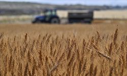 Tarım-GFE ekimde yıllık yüzde 33,66 arttı