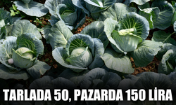 Tarlada 50, pazarda 150 lira