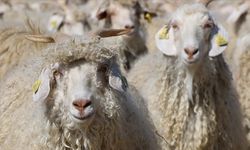 Tiftik Sözleşmeli Üretim Kapsamına Alındı