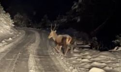 Yiyecek Arayan Yaban Hayvanları Karlı Yollara İndi
