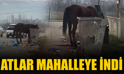 Geyve’de sahipsiz atlar mahalle aralarında yiyecek arıyor