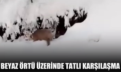 Kar keyfi yapan ailenin karşısına karaca çıktı