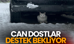 Soğuk kış günlerinde can dostlara umut çağrısı: “1 kap su, 1 kap mama”