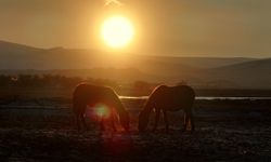 Erciyes Eteğinde Yılkı Atları ve Göçmen Kuşlar Dronla Görüntülendi