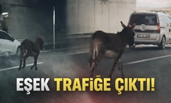 Başıboş eşek trafikte dolaştı