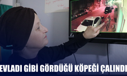 Evladı gibi gördüğü köpeği çalındı!