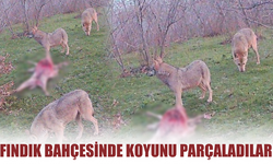 Sakarya'da fındık bahçesinde koyunu parçaladılar