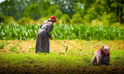 Kooperatif ve Birliklere Yüzde 75 Hibeli Tarımsal Destek Başladı