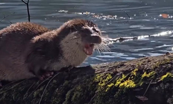 Yedigöller’de Nesli Tehlike Altında Olan Su Samuru Görüntülendi