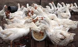 KAIDER’den Geleneksel Kaz Gecesi Şenliği!