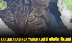 Karlar arasında yaban kedisi görüntülendi