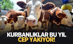 Sakarya’da 2026 yılı kurbanlık fiyatları belli oldu