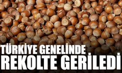Başkan Mustafa Genç: 2025 Fındık Sezonunda Rekolte ve İhracatta Sert Düşüş