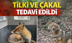 Yaralı Bulunan Tilkiler ve Çakal Tedavilerinin Ardından Doğaya Salındı