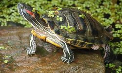 Bursa’da Kırmızı Yanaklı Su Kaplumbağalarına El Konuldu