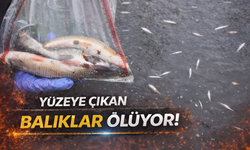 Yüzeye çıkan balıklar ölüyor